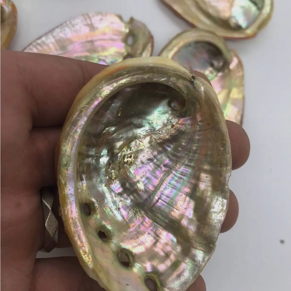 Iridescent Abalone Shells